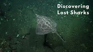 Episode 4 - Discovering Lost Sharks