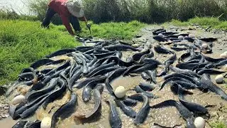 Top Video unique  -A farmer catches fish and collects duck eggs in a field among the green grass.