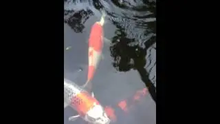 Pond Service - Pond Cleaning - Koi Feeding - Serenity Ponds