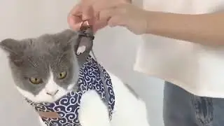 Cat Leash And Harness - Made For Adult Cats And Kittens