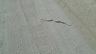 Elite Land Tours - Mojave Patch-Nose Snake