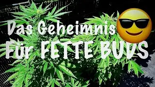 Die SPEZIAL D&uuml;ngermischung 🤫