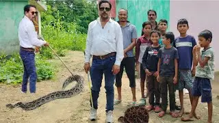 एशिया का सबसे खतरनाक सांप मिला गर्भवती अवस्था में #wildliferescue #savesnake #snake rescue#🐍🐍😱😱