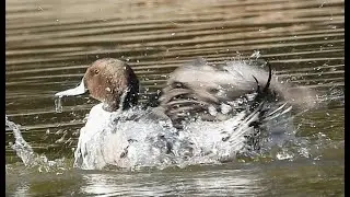 When a Pintail Duck Just Can't Calm Dawn