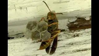 Wild Polistes Fuscatus 