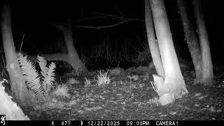 IMG 0029 Two J's Field Wildlife Camera Shots Set In Magical Cornwall.