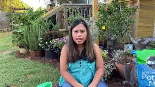 Making A Topiary