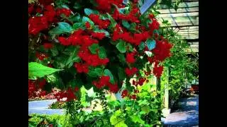 Where To Find Flowers ♡♡