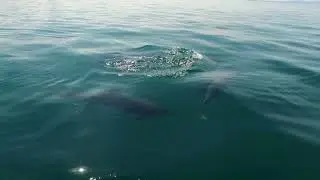 Dolphins in the Crystal water of Golfo Dulce