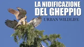 LA NIDIFICAZIONE DEL GHEPPIO - Fotografare i rapaci in città