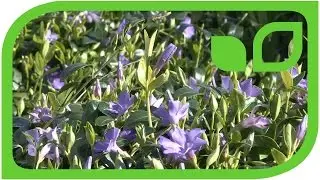 Groundcover Vinca minor in full bloom (dwarf periwinkle)