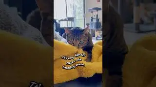 Cozy season is here 🐱 #catloversonly #catsonlychannel #catkneading