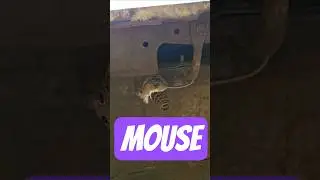 МЫШЬ В ДВИГАТЕЛЕ