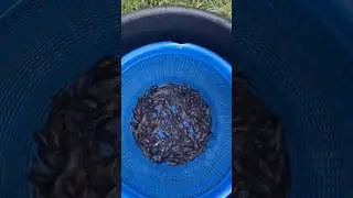 Start Fish Farming at Home with Less Than ₦150,000! |Backyard Catfish Setup Guide 🐟#FishTankFarming