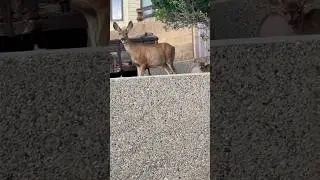 Mother and fawn deer in Wyoming neighborhood #wildlife Living in nature garden  🦌