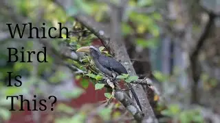 The weirdest laugh of a bird! Beautiful big birds of Coorg, Karnataka
