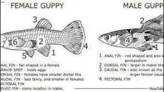 Guppy fish male and female difference