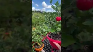 Barbados Cherry - Bonsai 🍒