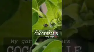 Super-coccinelle contre les pucerons ! 🐞💚 #astuce  #potager #gardening #ladybug #insects