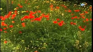 NATUURFILM;  langs de rivier DE WAAL  (DEEL 1)