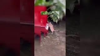 Play it again mouse. #piano #mouse #funnyvideo #smile #laughter #happy #cute #wildlife #amazing #fyp