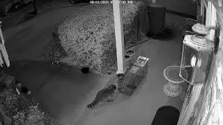 THIEVES on our front porch....