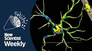 Discovering a new type of brain cell | New Scientist Weekly Podcast 214