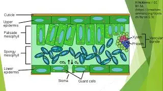 Gas exchange in Plants for IGCSE Biology