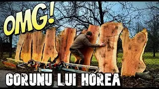 Cum sa tai un stejar corect !
