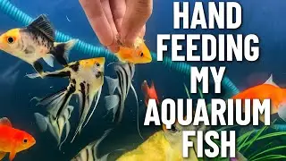 Hand feeding my fish ||Hand feeding my goldfish ||Hand feed angelfish||Hand feeding my aquarium fish