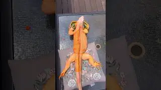 This is how charisma and self confidence look like. 😛 #dragon #iguana #lizard #reptile #pet