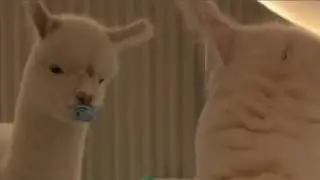 A ZUZU ESTÁ MUITO LEVADA, ELA ROUBOU A CHUPETA DO THALES DE NOVO!