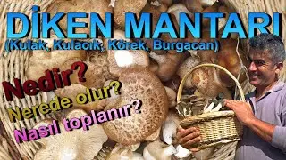 Diken Mantarı Nedir? Nerede Olur? Nasıl Toplanır? (Kulacık, Kulak, Körek, Burgacan)