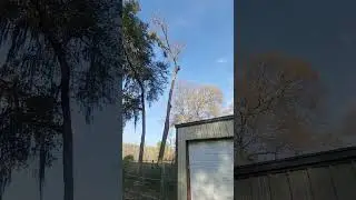 tree rigging fail