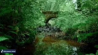 Som da natureza e floresta real para dormir e estudar