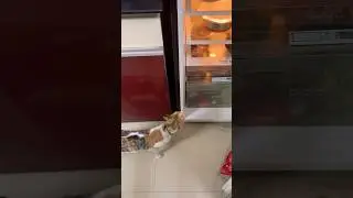 Cold weather #cover #catshorts #catvideos #pets #trendingreels #trendingshorts #christmas #cats