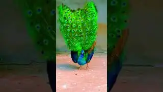 Cute animals compilation | #cuteanimals #cuteanimemoments #cuteanimalscompilation #shorts