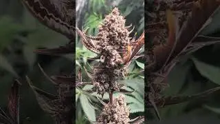 Tropicana cookies auto from fast buds