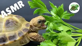 Baby Tortoise Eating Flat Leaf Parsley 🌿 ASMR Turtle 🐢  Greedy Tortoise  Animal ASMR