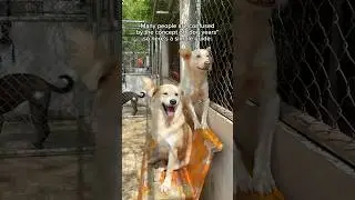 Dog Years Explained in 20 Seconds!