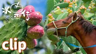 嘴被扎破也要吃得美味😲💥？仙人掌果究竟有多好吃！【水果传第2季】| Legend of Fruit S2 | 腾讯视频 - 纪录片