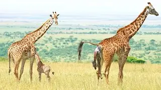 जिराफ़ ने दिया बच्चे को जन्म | Giraffe Giving Birth | Giraffe Birth Video Live!