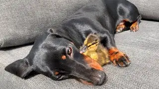 More about Loulou our dachshund.