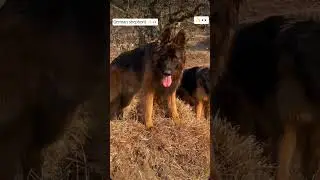 garman shepherd dog 🐕#viralvideos #germanshepherd #love