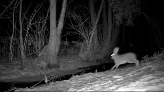 Wildlife showing up in my garden in winter.