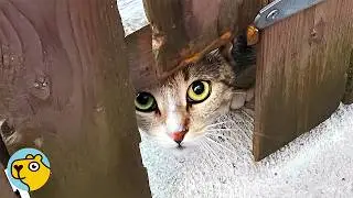 Pregnant Cat Shows Up at Man&rsquo;s Home and Changes His Life