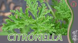 CITRONELLA How to Grow in 1 Minute!! (History, Growing, Nutrition, Companion Planting!)