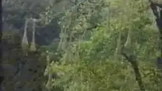asa wright doc intro