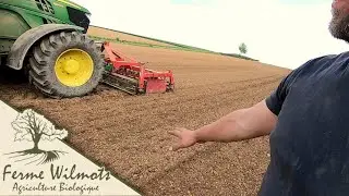 Semis et levée sarrasin bio 2021