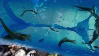 Catching fish with towel